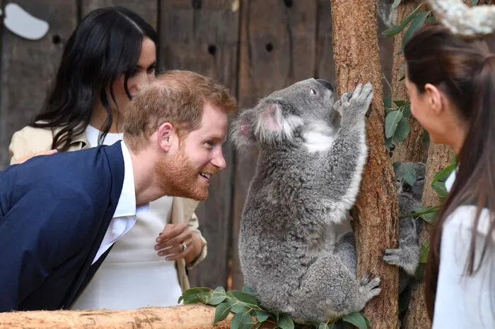 Die Royals waren vom putzigen Koalamädchen Ruby höchst angetan