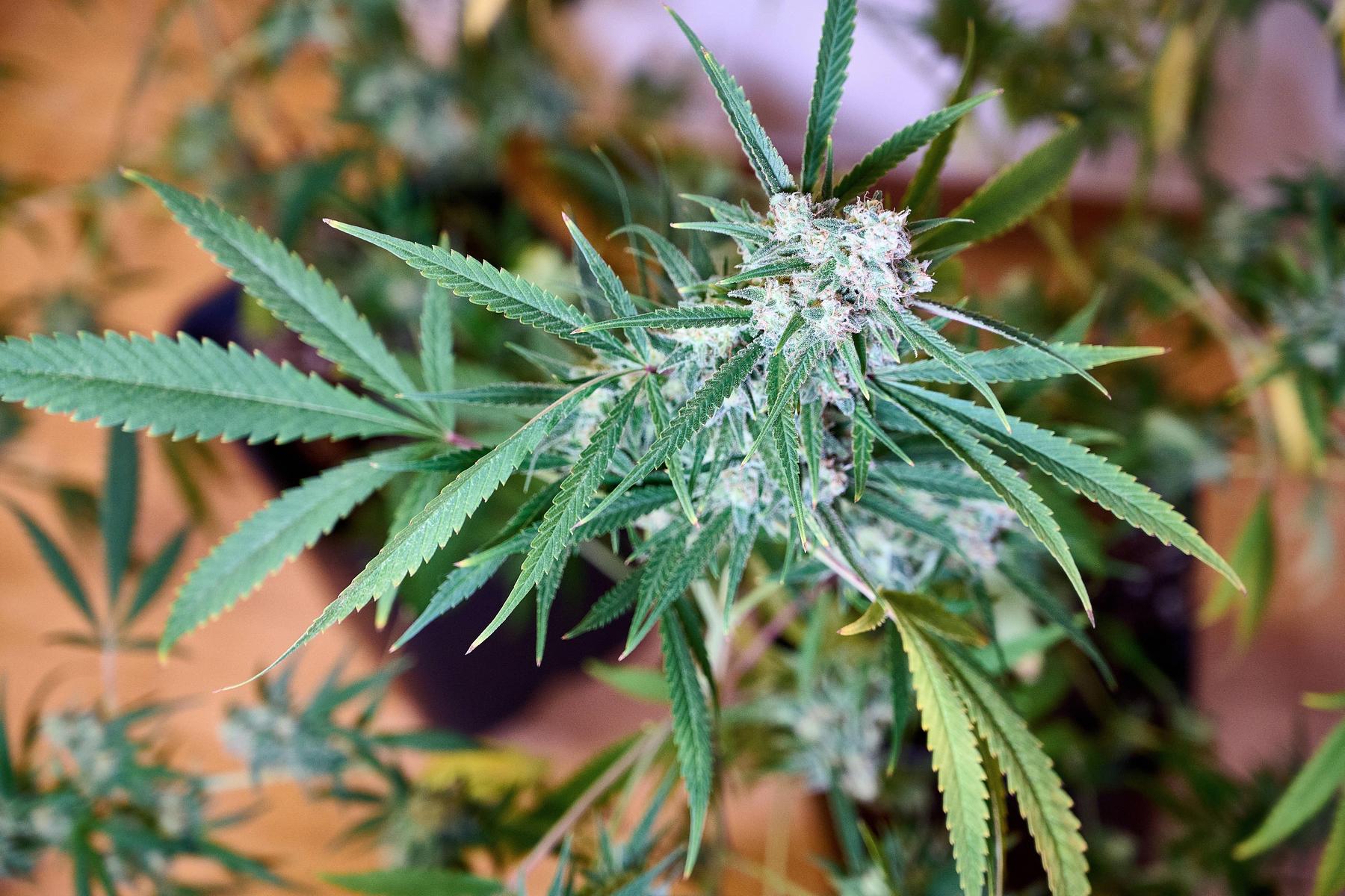 Cannabis angebaut: Polizei fand Indoor-Plantage und Waffe bei 22-jährigem Kärntner
