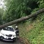 Der umgestürzte Baum am Buchkogel