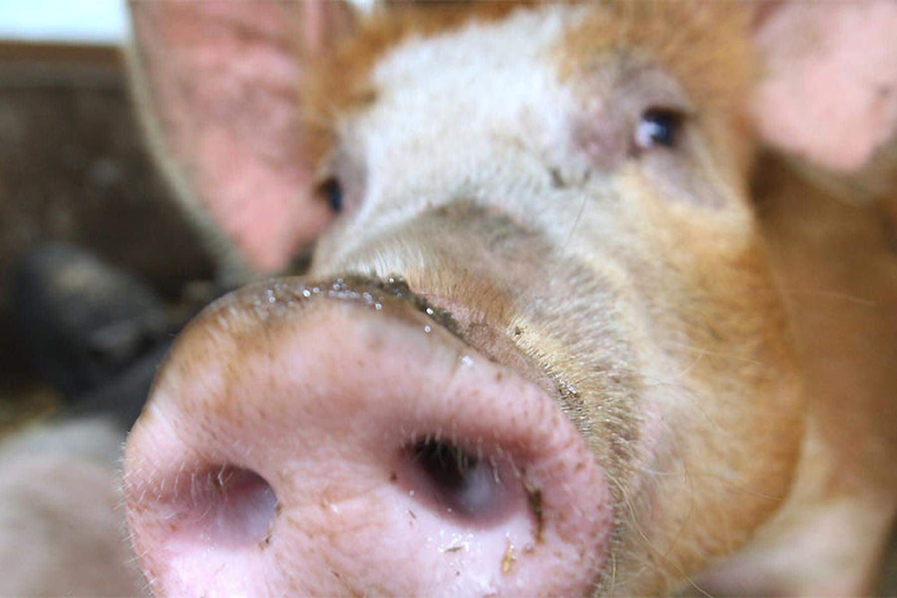Tierrettung: Feuerwehr befreite Schwein aus Güllegrube