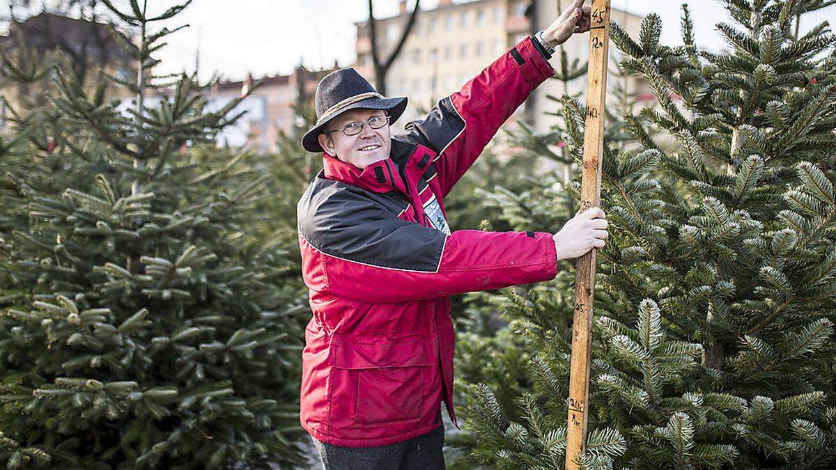 Gerhard Plesnik misst seinen Christbaum nach 