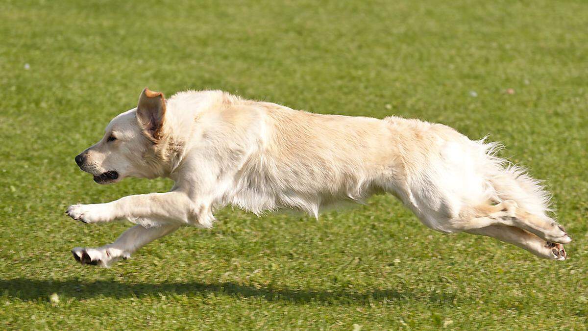 Hund verletzte Kind