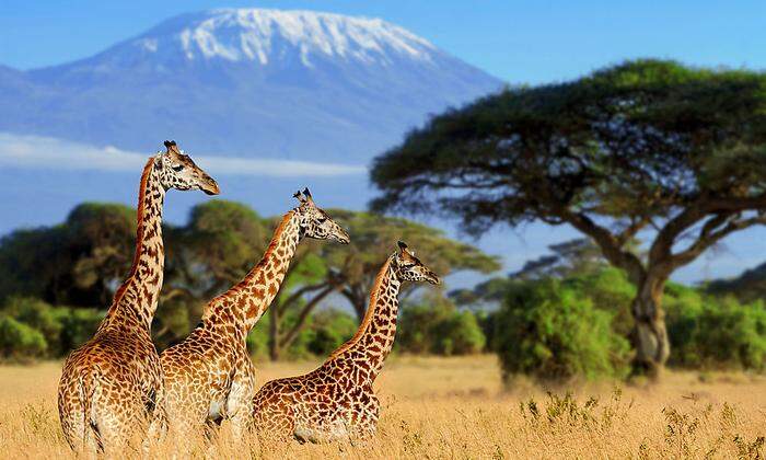 1G gilt in Kenia auch für den Besuch von Nationalparks