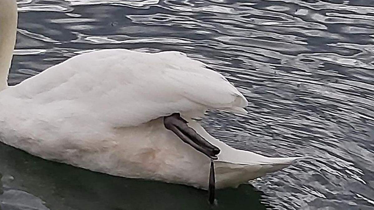 Ein verletzter Schwan 