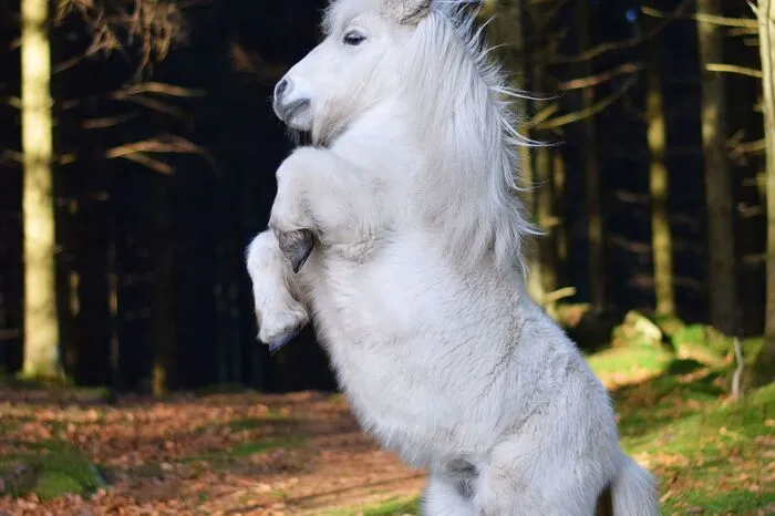 Am 27. Feb. 2022 lief ein Shetlandpony namens Alvin 5 m auf zwei Beinen in 16,70 Sek. in Klippan (SWE). Seine Trainerin Paulina Tufvesson verrät: „In seinem Kopf ist er so groß und kräftig wie jedes andere Pferd. Er hasst es, wie ein Baby behandelt zu werden – er ist eine echte Diva!“