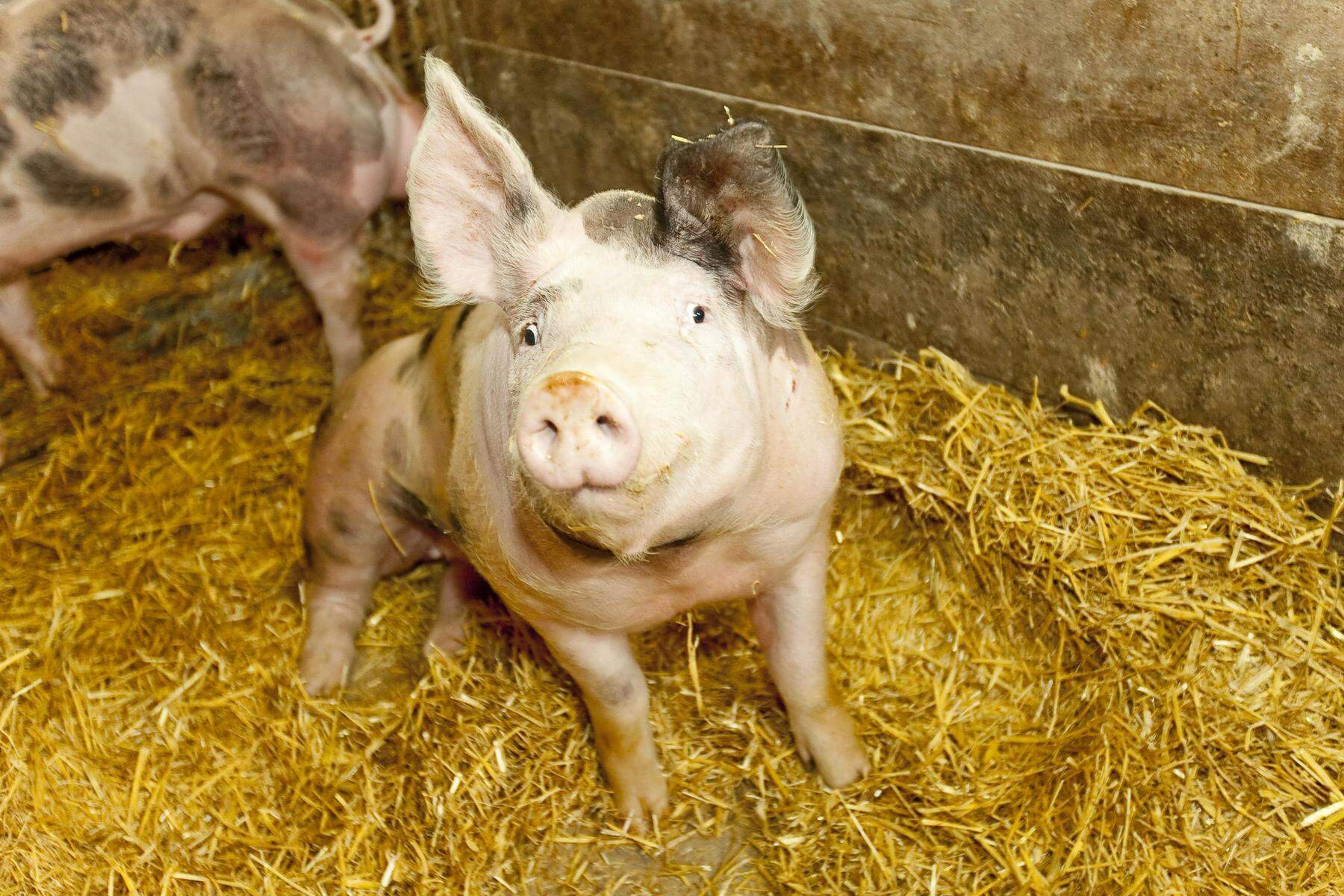Sabotage im Schweinestall: Kammerobmann Zirngast: „Viele Bauern haben Angst, fühlen sich nicht sicher“