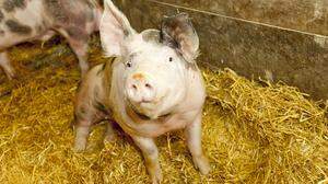 Zehn Schweine überlebten den Sabotageakt auf einer Landwirtschaft in Großklein (Sujetfoto)