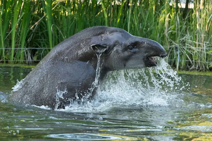 Am späten Nachmittag, wenn sich die Wasserschweine ins Haus zurückziehen, gehören die Teiche den Flachlandtapiren. Die beiden Brüder Tibor und Deszö lieben es, zu planschen, berichtete der Tiergarten.
