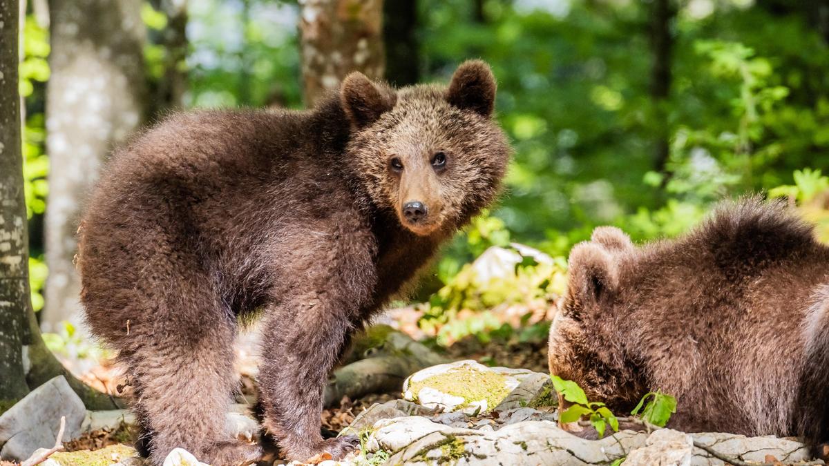 Bären, Slowenien, Miha Mlakar 