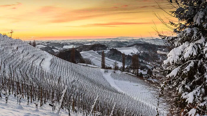 Dürfen wir uns schon bald über angezuckerte Weinberge freuen?