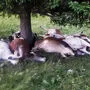 Die toten Rinder wurden unter der Fichte gefunden, wo sie Schutz gesucht hatten