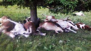 Die toten Rinder wurden unter der Fichte gefunden, wo sie Schutz gesucht hatten