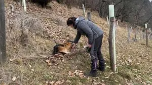 Schäferhund „Aiko“ verfing sich in der Leine und blieb damit in einem Zaun hängen