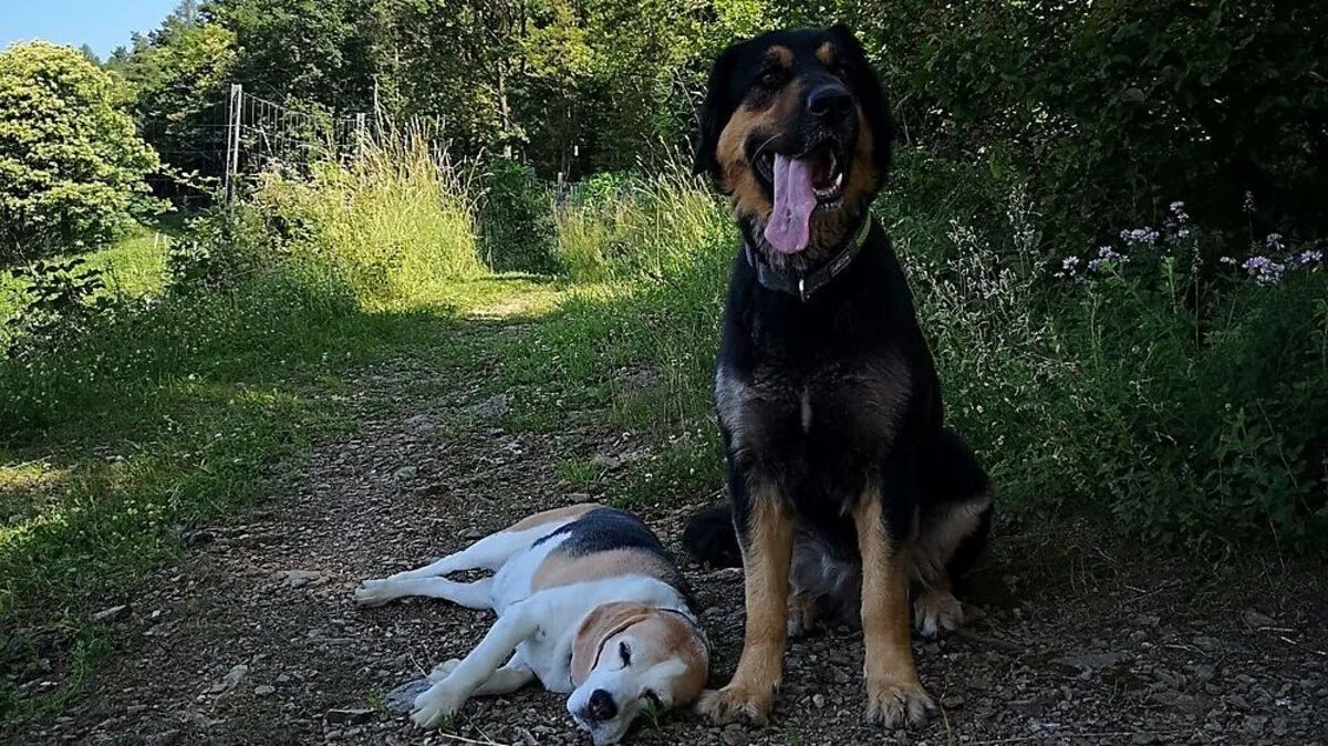 Beagle Maggy und Mischling Sina retteten ihr Herrl Reinhard Fötsch 