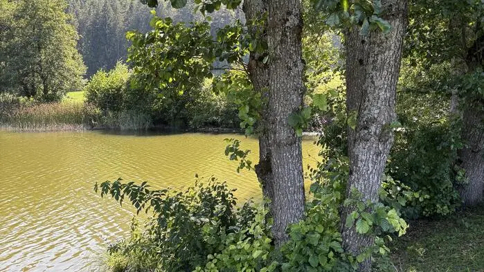 Blick auf einen Teich umgeben von vielen Bäumen