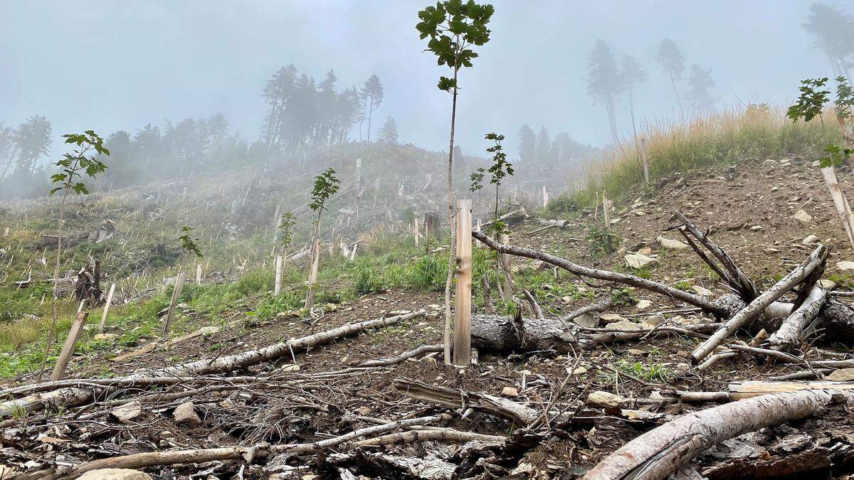 Das Aufforsten von Schutzwäldern, die der Borkenkäfer zerstörte, ist essenziell 