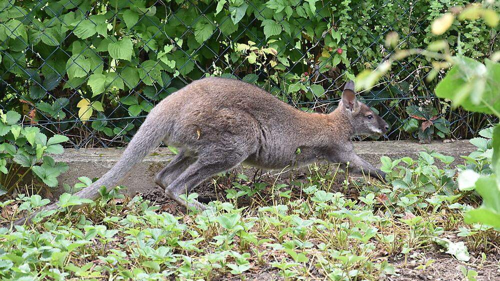 Känguru ist im Bezirk Murau ausgerissen (Sujet)