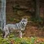 Bereits 2018 tötete ein Wolf 15 Schafe im südsteirischen Leutschach an der Weinstraße