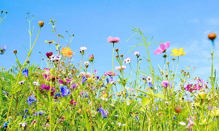 Der Duft nach Sommer: eine Blumenwiese