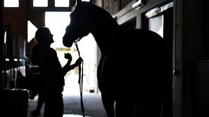 Auch Pferde sollen auf dem Hof verendet sein
