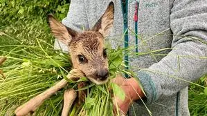 Ein Kitz wird von der Wiese getragen.