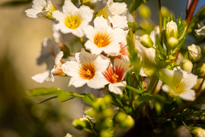 Heute beherbegt der Garten Pflanzen aus allen Kontinenten. Ab Juni wird er auch für Gäste wieder offen stehen.
