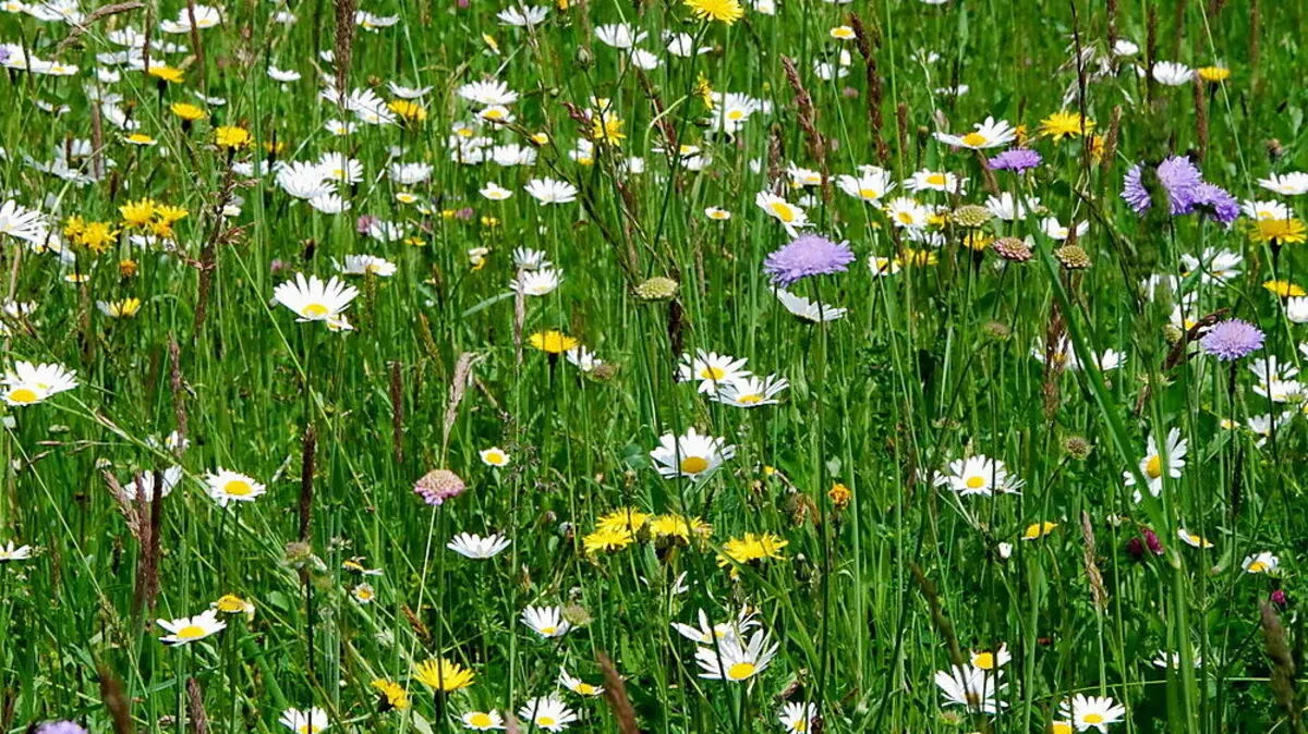 Bunte und artenreiche Wiesen sind eine Seltenheit