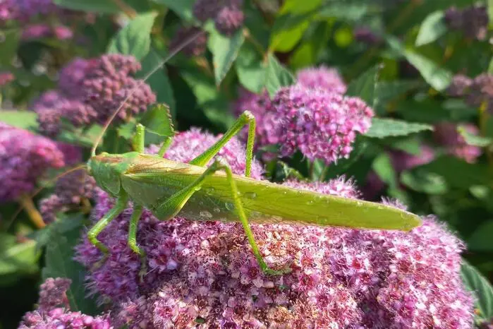 Dieses „Grüne Heupferd“ hat es sich im Garten unserer Leserreporterin Birgit Maier aus Neumarkt gemütlich gemacht. Danke für das Foto!
