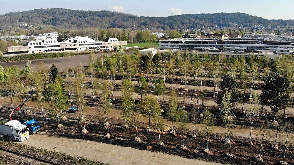 Fast 300 Bäume werden in Waidmannsdorf zwischengelagert und bewässert