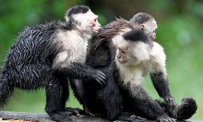 Die frischgebackene Affenfamilie beim Liebkosen.