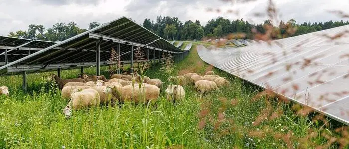 In einer grünen Wiese stehen Photovoltaik-Module, darunter grasen Schafe