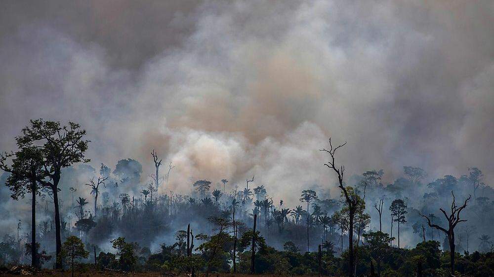 Besonders viel Primärwald verschwand in Brasilien (rund 1,4 Millionen Hektar)