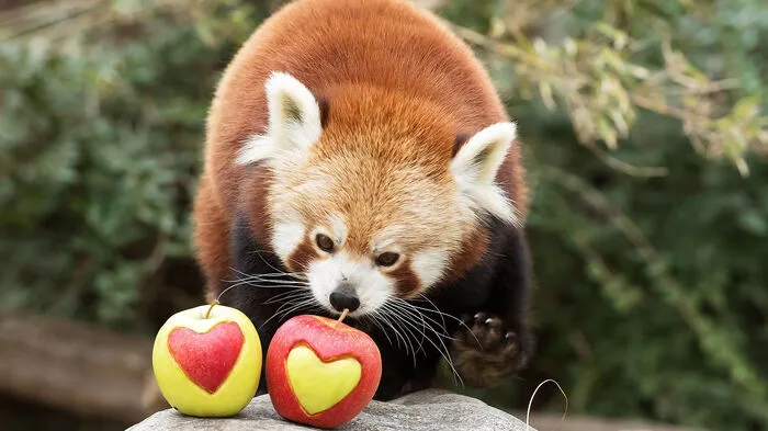 Passend zum Valentinstag haben sich die Tierpfleger jedenfalls etwas Nettes überlegt: