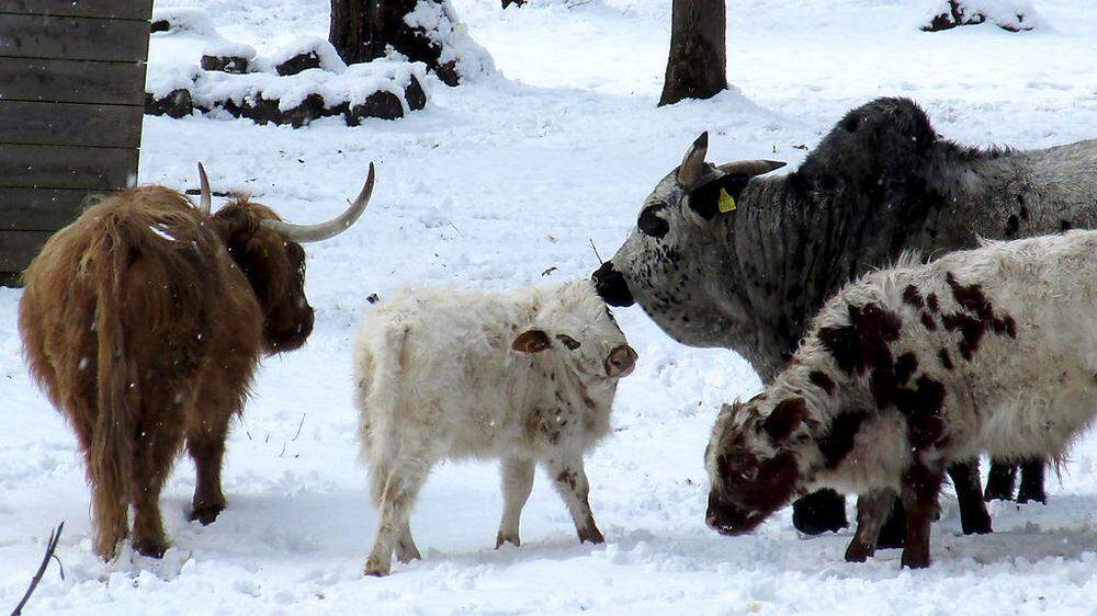 Acht Hochlandrinder und sieben Zebu-Rinder brauchen dringend eine neue Unterkunft