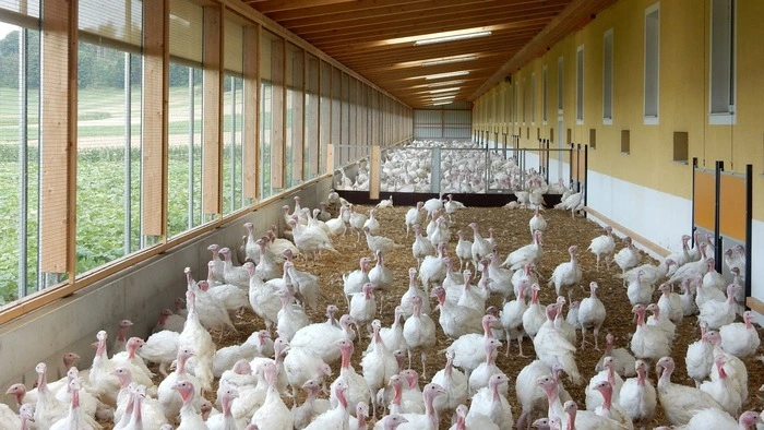 Sonnenterasse im Stall von Franz Schwödiauer. Viel frische Luft, nur durch ein Vogelgitter begrenzt, damit keine Schädlinge eindringen können