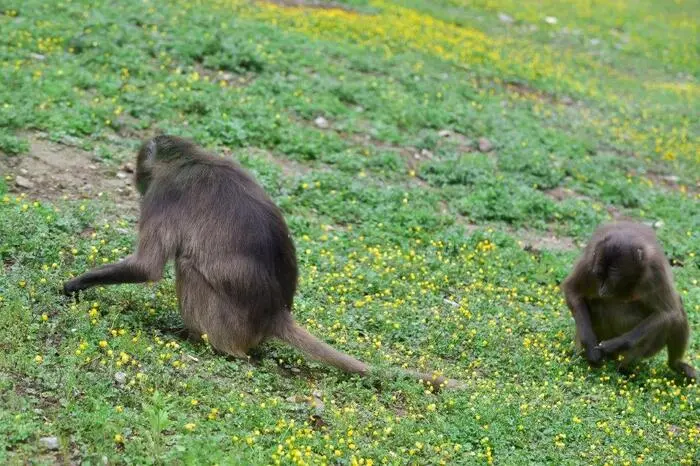 Lediglich die Siamangs zeigten sich aufgeregt und sangen und turnten in ihrem Gehege