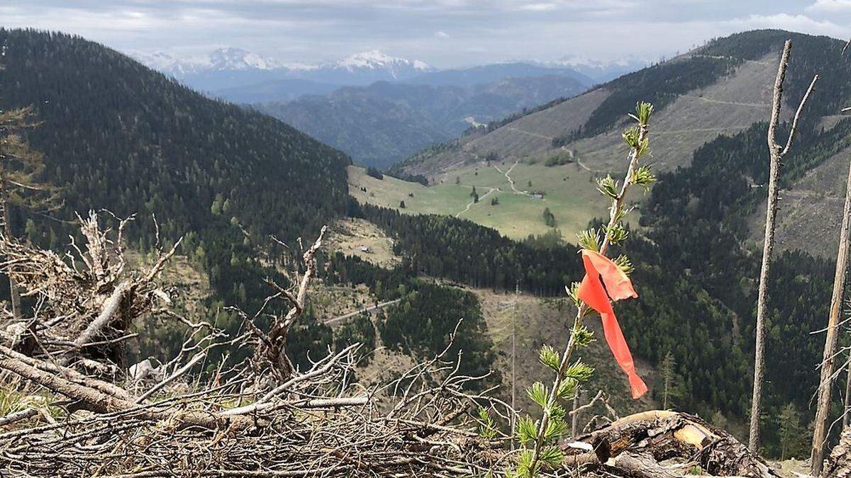 Eine von 140.000 Baum-Hoffnungen