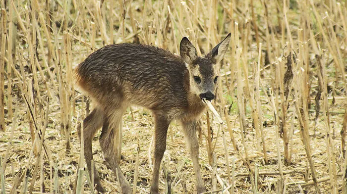 Lannacher Jägerin für Schutz der Wildtiere