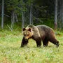 Haben Bären und andere Großraubtiere einen Platz im Nationalpark?