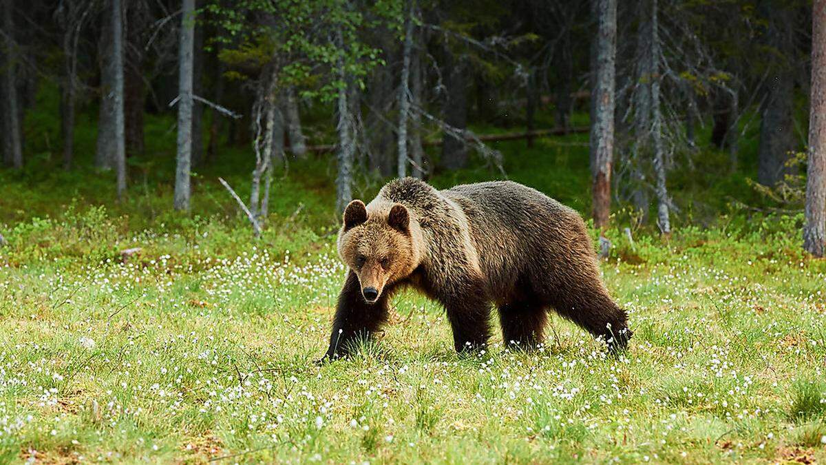 Haben Bären und andere Großraubtiere einen Platz im Nationalpark?