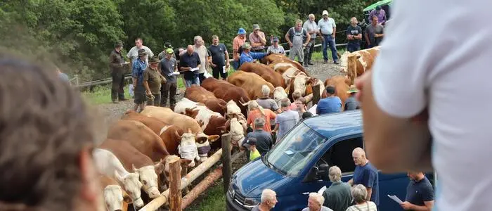 Der Andrang auf den Viehmarkt in Fischbach war heuer enorm – manchen Landwirtinnen und Landwirten musste gar abgesagt werden