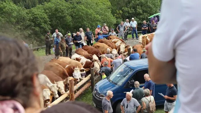 Der Andrang auf den Viehmarkt in Fischbach war heuer enorm – manchen Landwirtinnen und Landwirten musste gar abgesagt werden