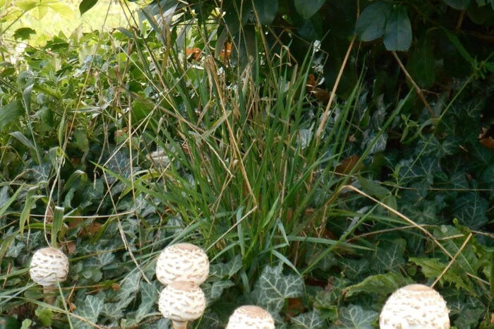 "Unsere hauseigenen Parasol in unserem Garten", berichtet Leserreporter Gerhard Guttmann aus Klöch. Fällt genügend Regen, sprießt das Fotomotiv jedes Jahr aus der Erde.