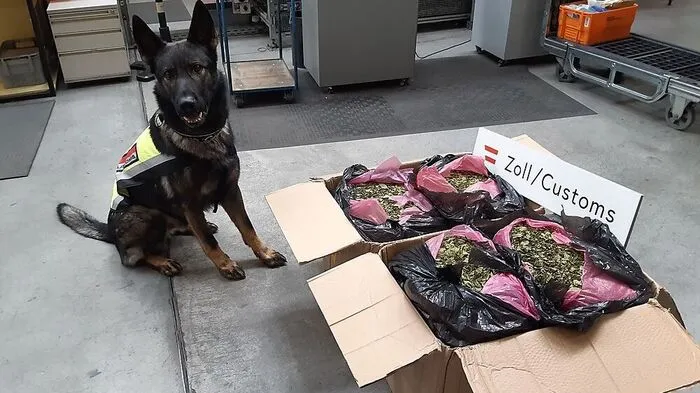 Diensthund Django spürte 12 kg getrocknetes Khat in Verteilzentrum auf 