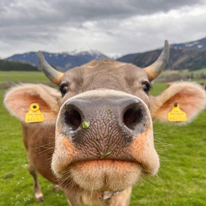 Weideauftrieb | Milchkuh Belladonna freut sich schon, dass sie nun draußen auf den Weiden grasen kann.