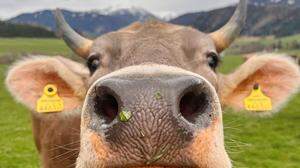 Weideauftrieb | Milchkuh Belladonna freut sich schon, dass sie nun draußen auf den Weiden grasen kann.