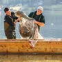 Aussseer Berufsfischer beim Laichfischen am Grundlsee