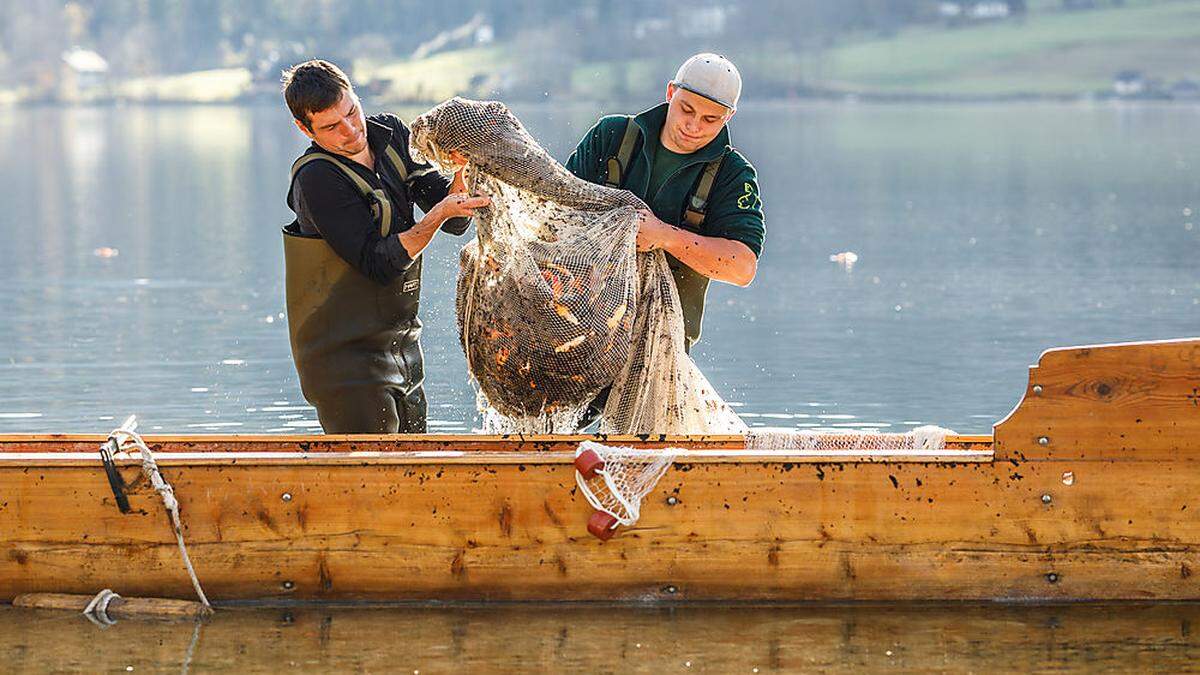 Aussseer Berufsfischer beim Laichfischen am Grundlsee