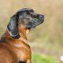 Der Jagdhund der Rasse Bayerischer Gebirgsschweißhund verendete elendiglich in dem überhitzten Auto