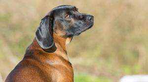 Der Jagdhund der Rasse Bayerischer Gebirgsschweißhund verendete elendiglich in dem überhitzten Auto